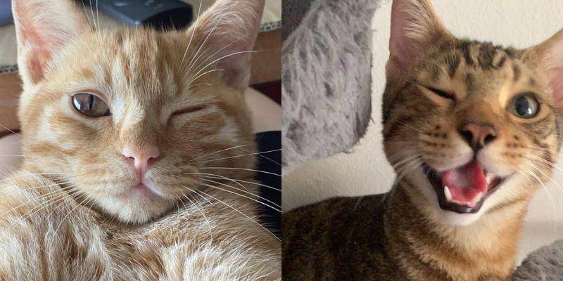 reddit.com/upUnveil/Chapo_no_fapo